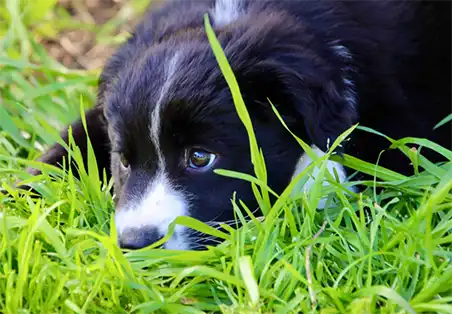 Coolie puppy
