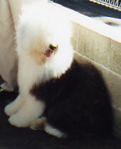 Old English Sheepdog puppy