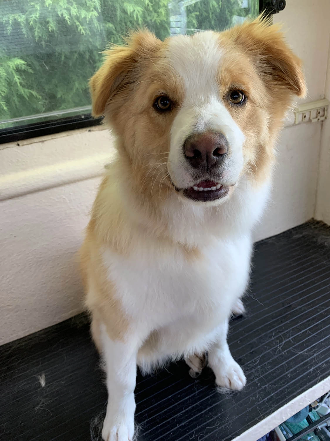 Poppy, a lavender Border Collie