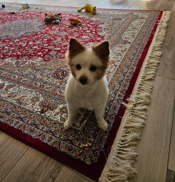 small terrier sitting on mat